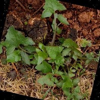 Dataset Image