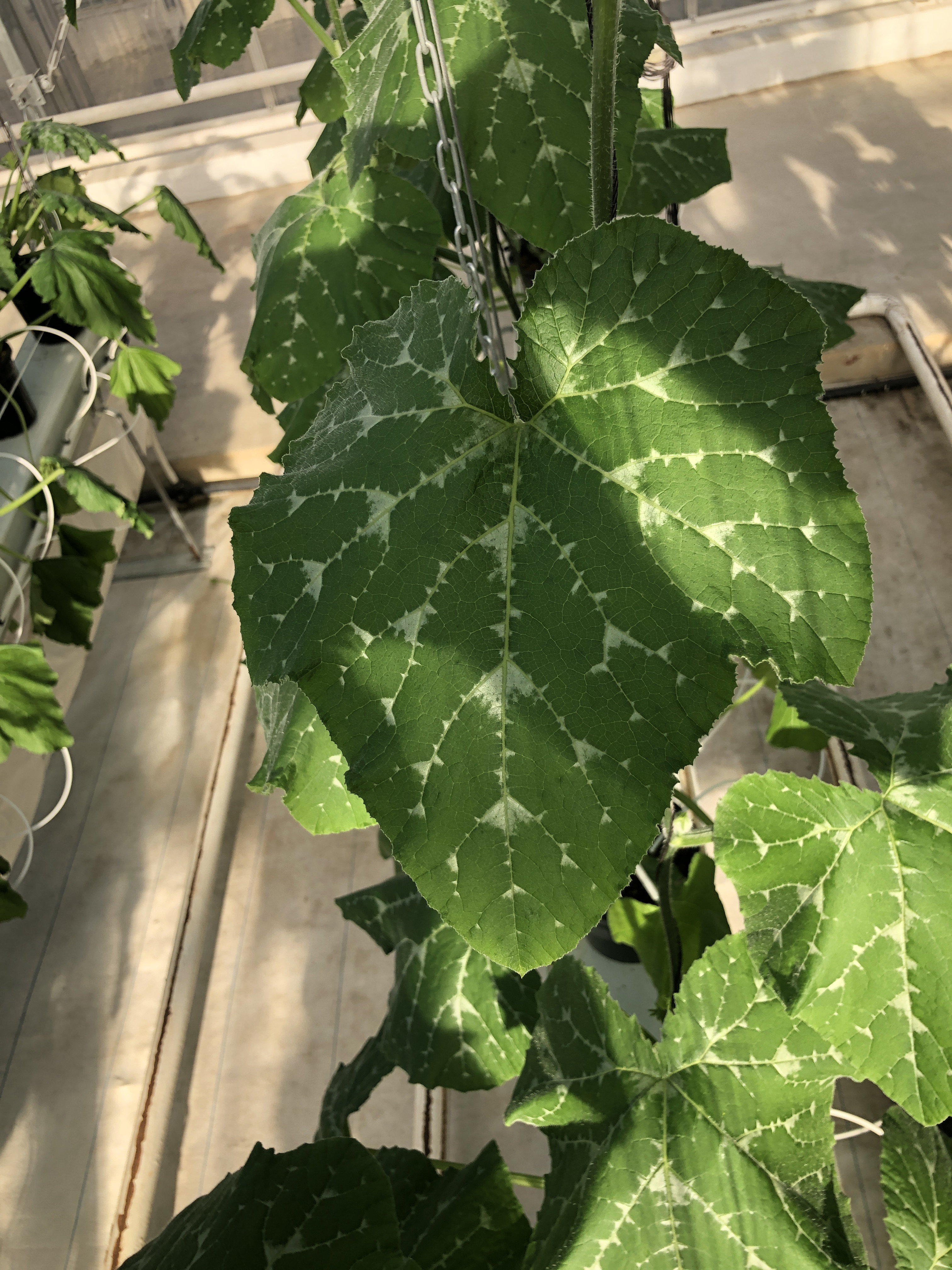 3rd changjo Object Detection Dataset and PreTrained Model by