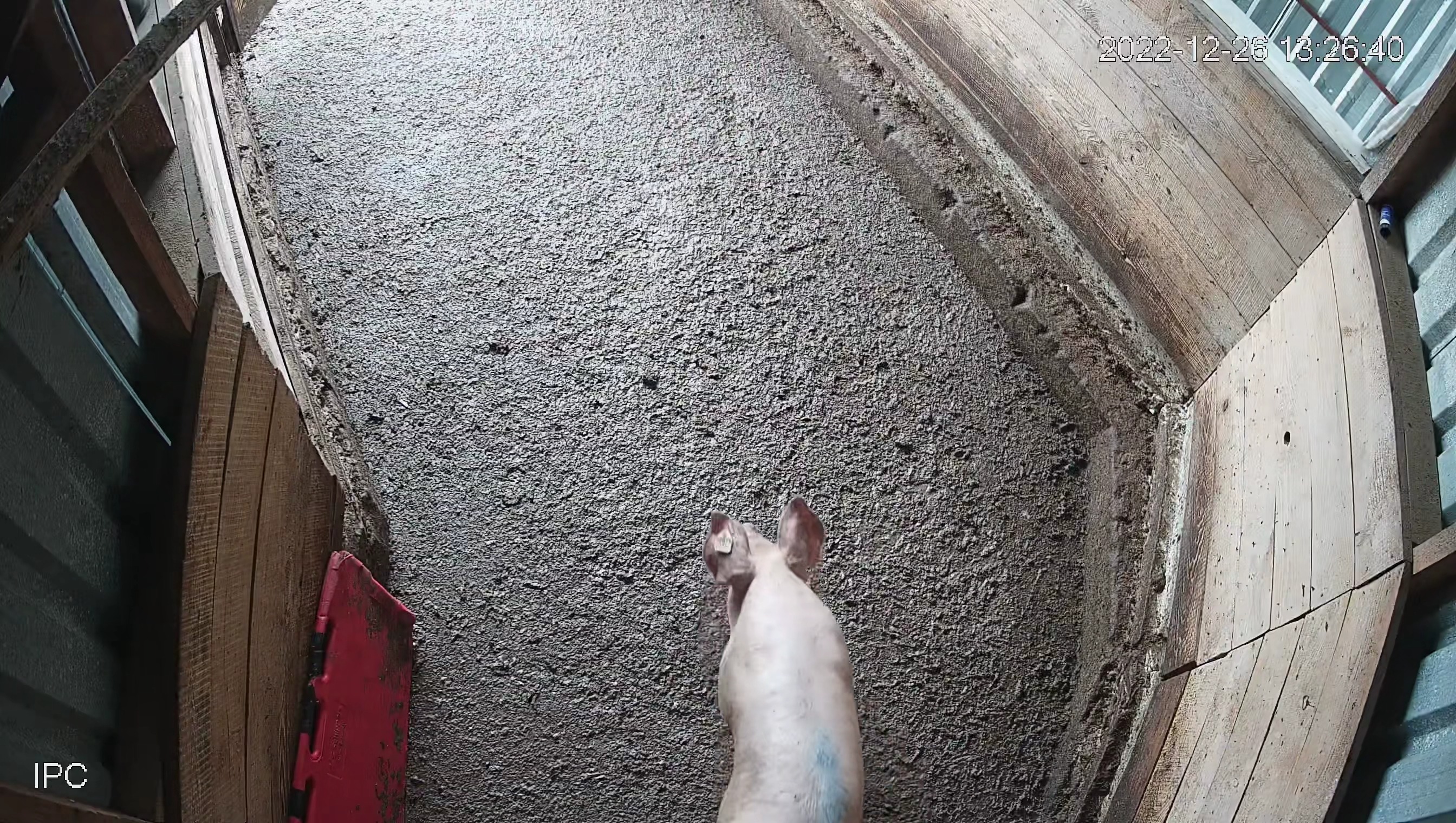 pigs_counter Object Detection Dataset and PreTrained Model by dandex