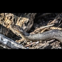 Snake Detection Object Detection Dataset and Pre-Trained Model by Project
