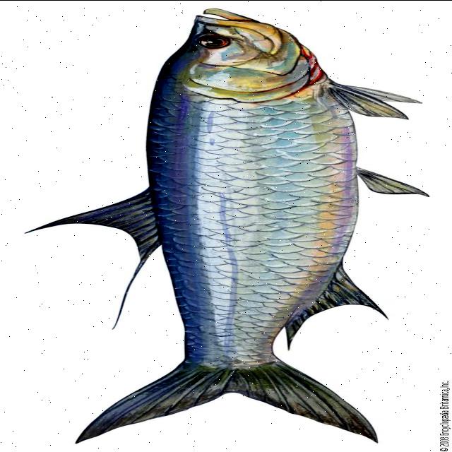 fish disease detection Classification Dataset and Pre-Trained Model by