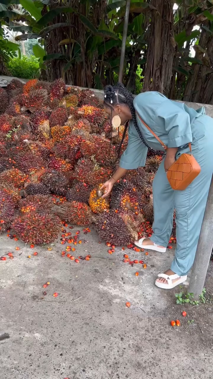 Palm Fruit Classification Object Detection Dataset and PreTrained