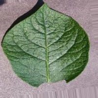 Dataset Image