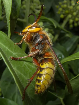 Object Detection Dataset by msai