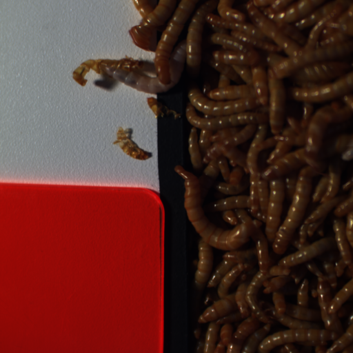 Mealworms Roboflow Universe