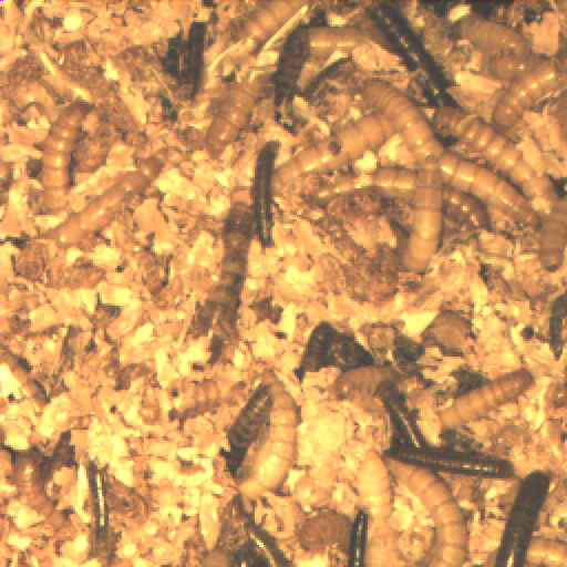mealwormsdeaddetection Instance Segmentation Dataset by Mealworms