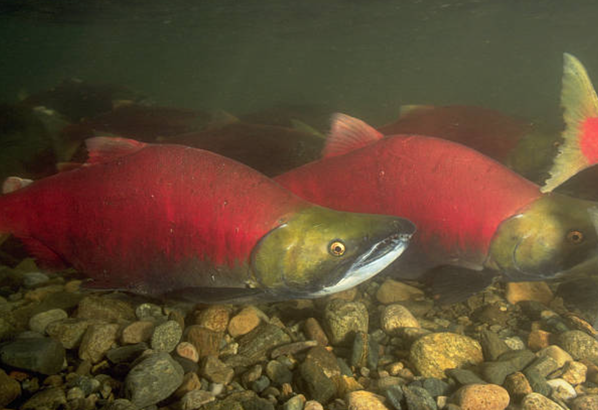 sockeye Object Detection Dataset by 121