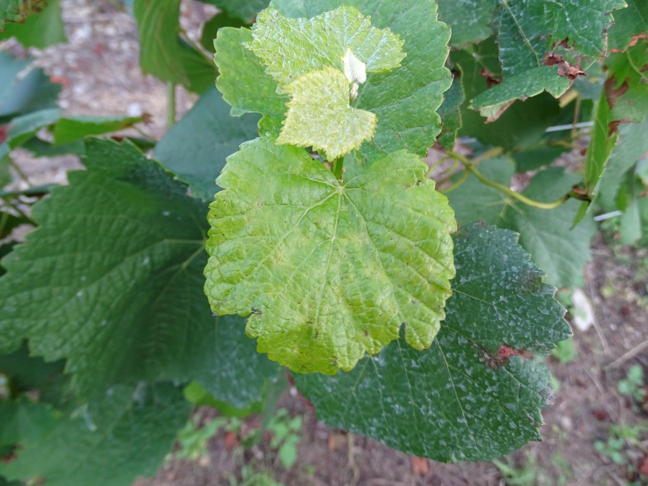 mildew detection Object Detection Dataset and Pre-Trained Model by tests