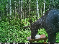 Dataset Image