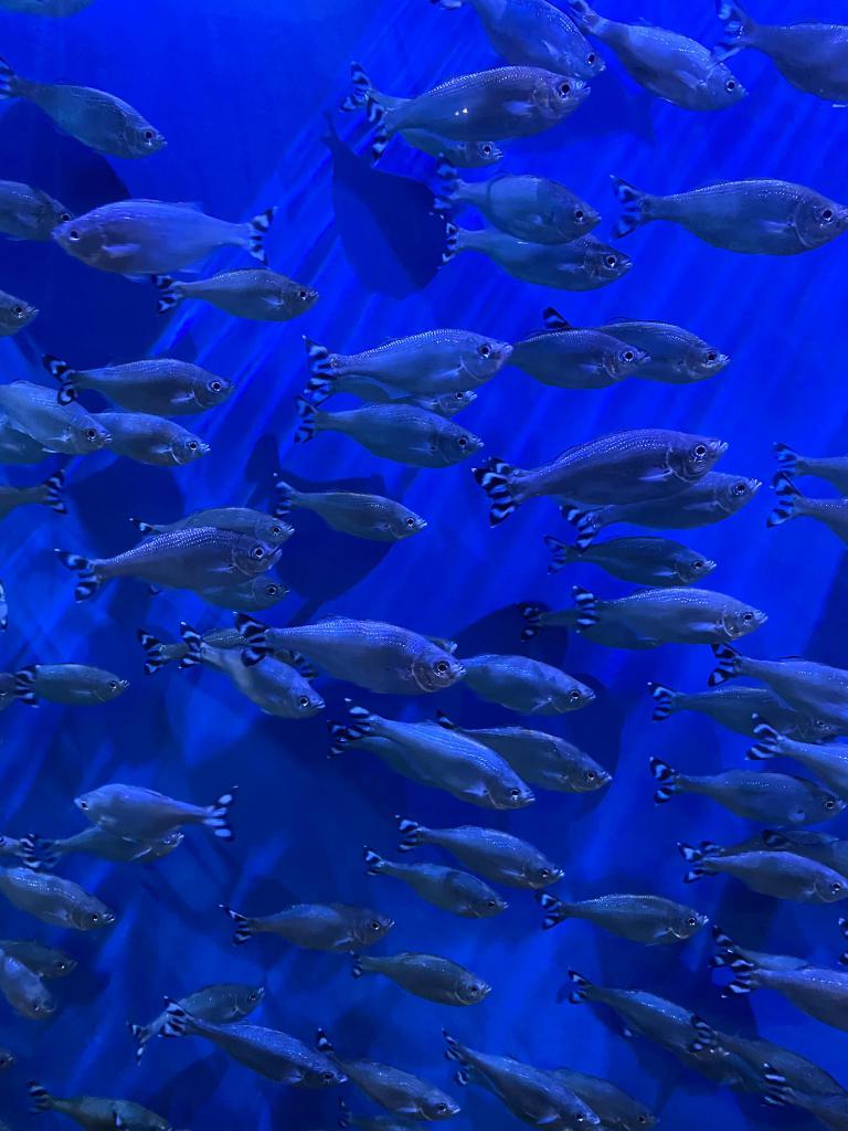 Fish Breeds Object Detection Dataset And Pre Trained Model By ChessMastery fish-breeds-object-detection-dataset-and-pre-trained-model-by-chessmastery