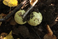Dataset Image