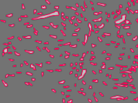 Annotation Visualization