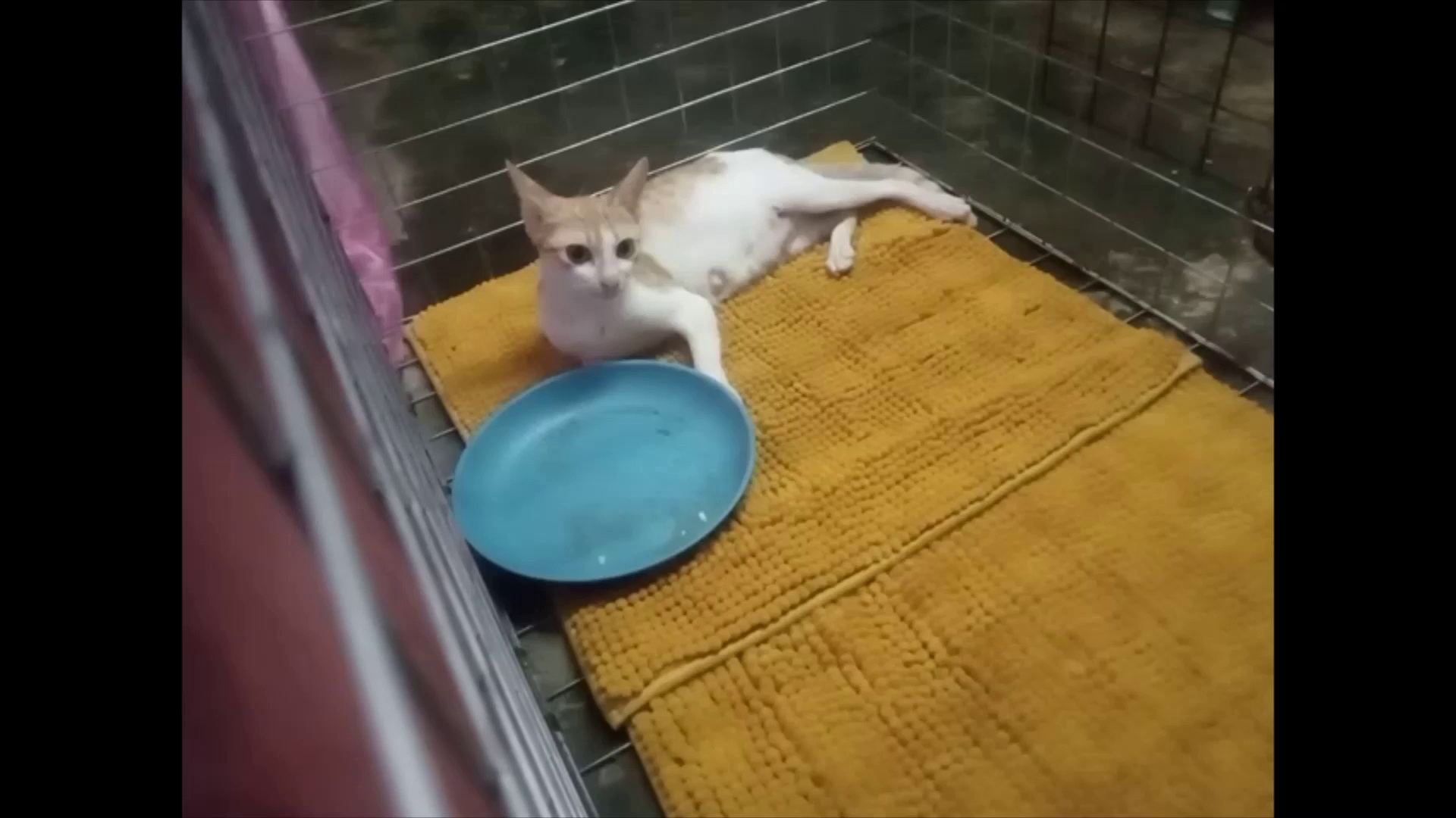 catsbehaviorstest Object Detection Dataset and PreTrained Model by