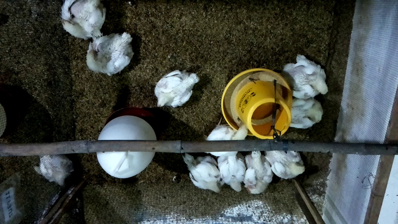 chickentest Object Detection Dataset by Chicken Behaviour