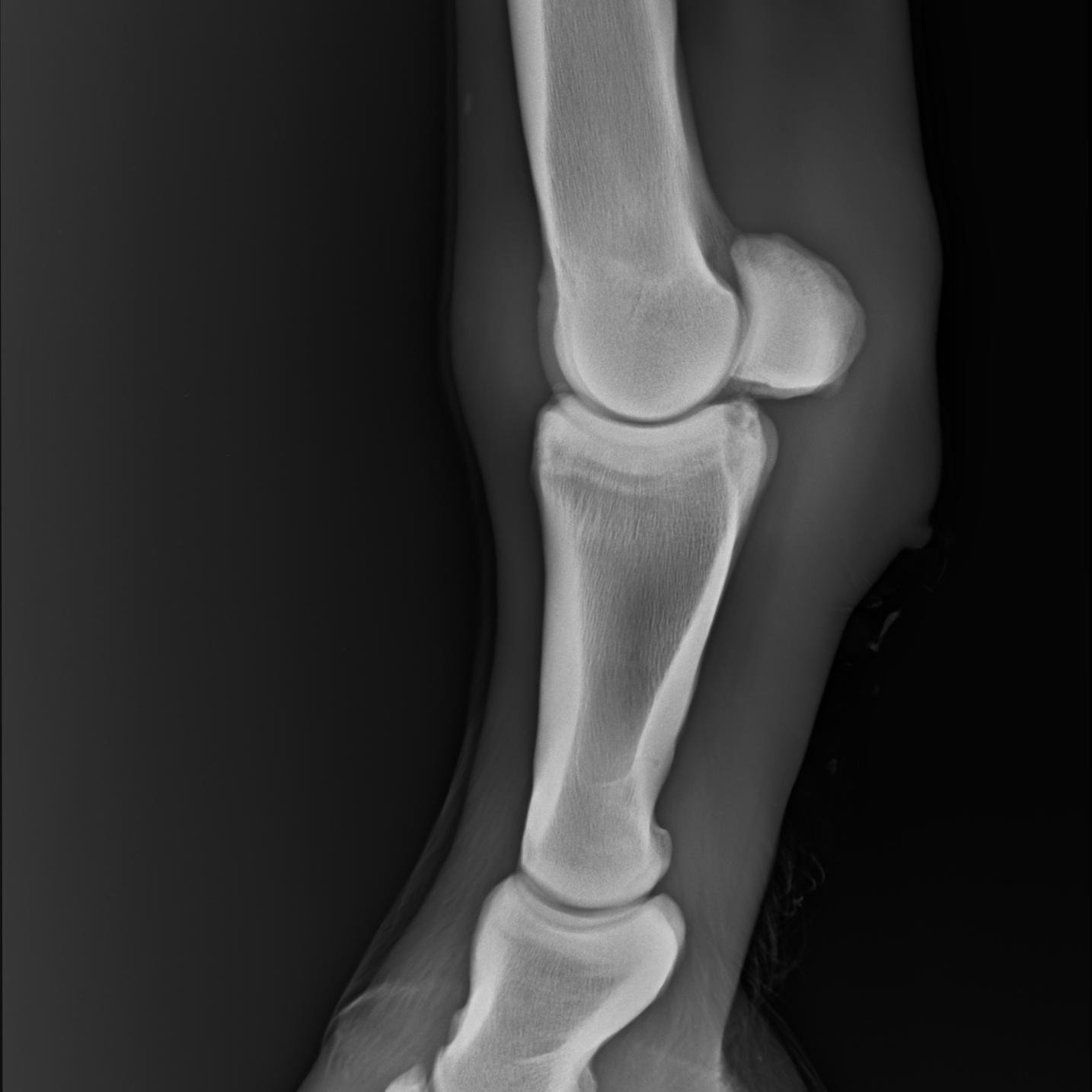 equine xray fetlock joint Object Detection Dataset by capstone