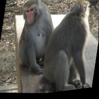 Dataset Image