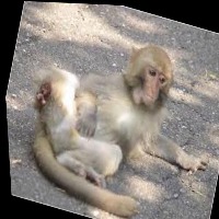Dataset Image