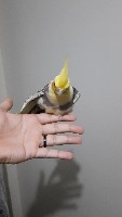 Dataset Image