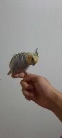 Dataset Image