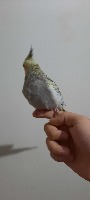 Dataset Image