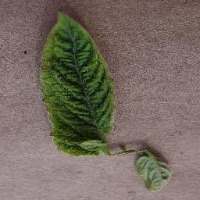 Dataset Image