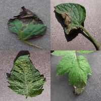 Dataset Image