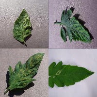 Dataset Image
