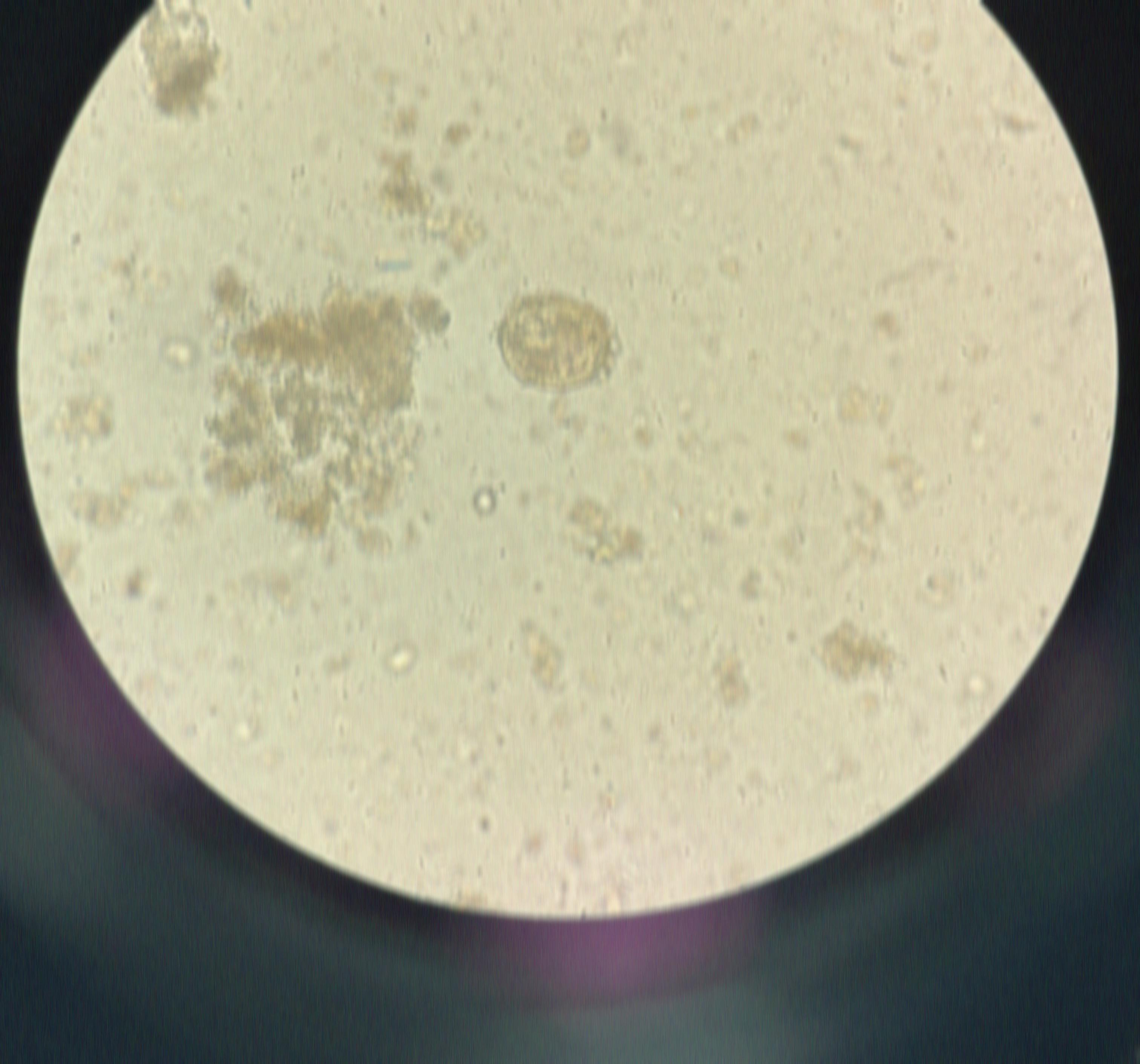 Ai Indonesia Roboflow Universe