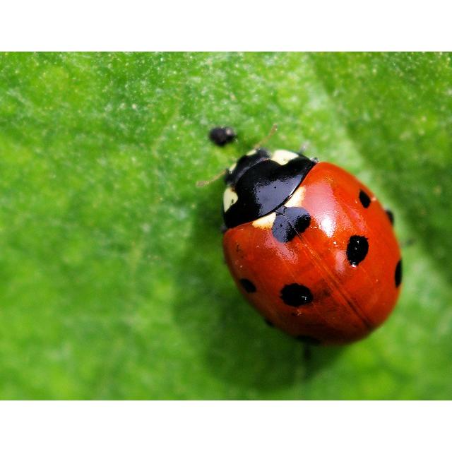 Ladybug detection Computer Vision Dataset by Deep Neural Networks