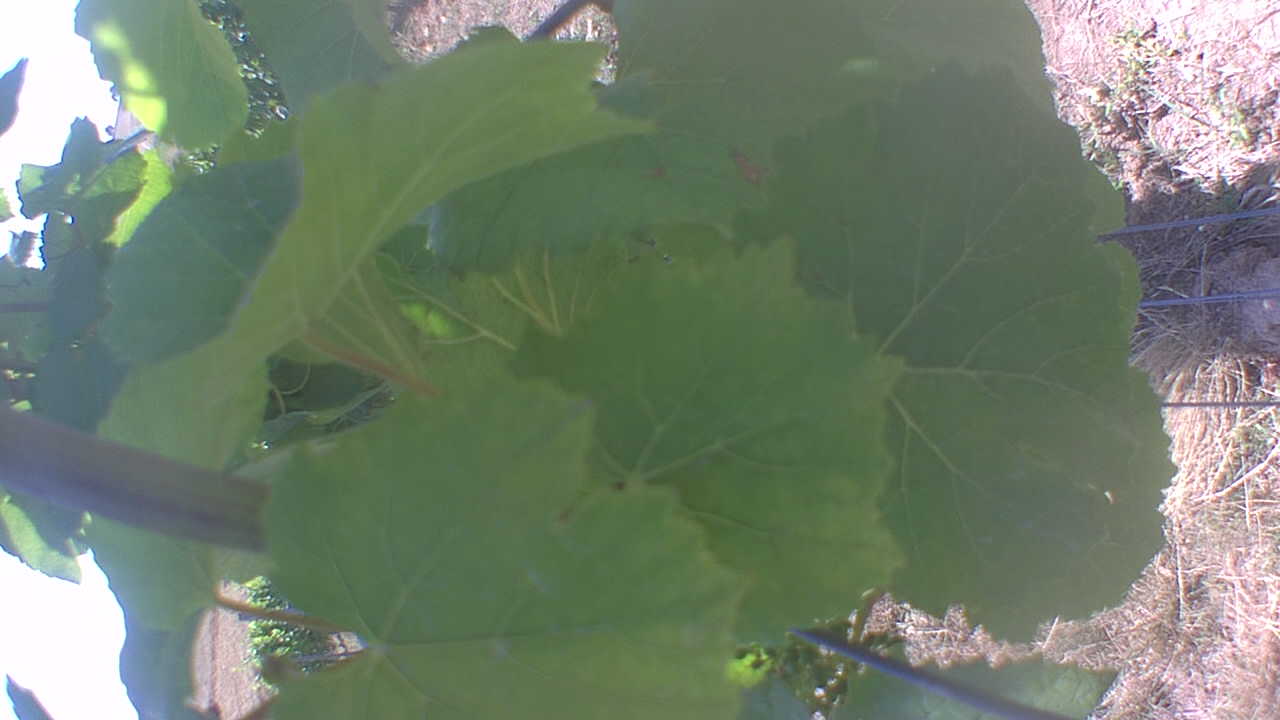 grapes Object Detection Dataset by Lipsk2022