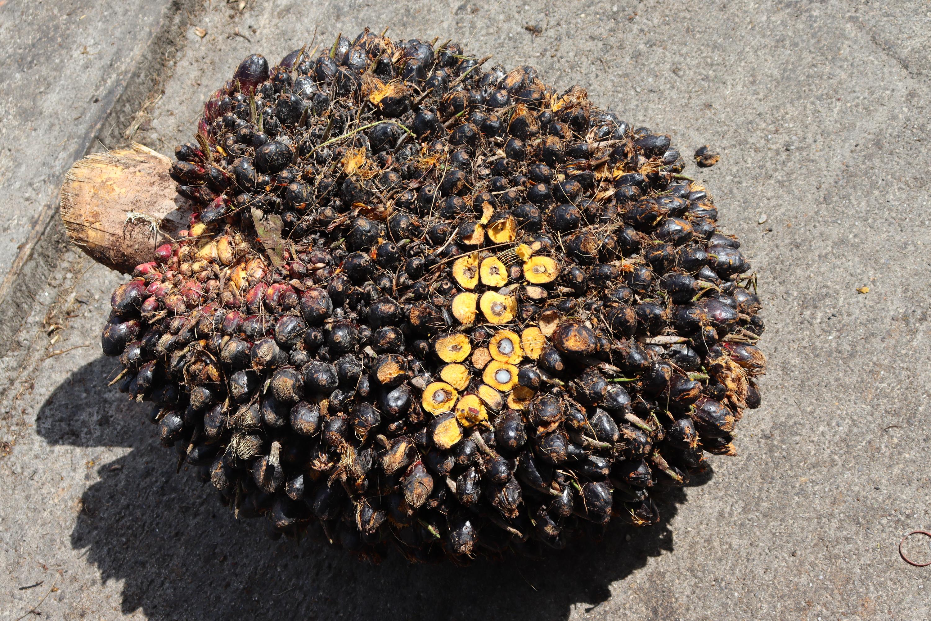 palm oil classification_rescale Semantic Segmentation Dataset and PreTrained Model by palm oil