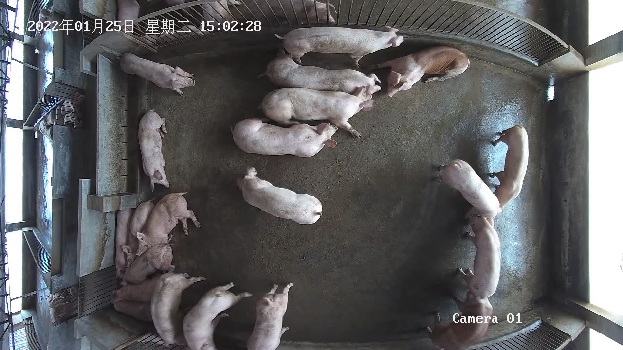 Pig behavior detection classification dataset and pre trained model by neo