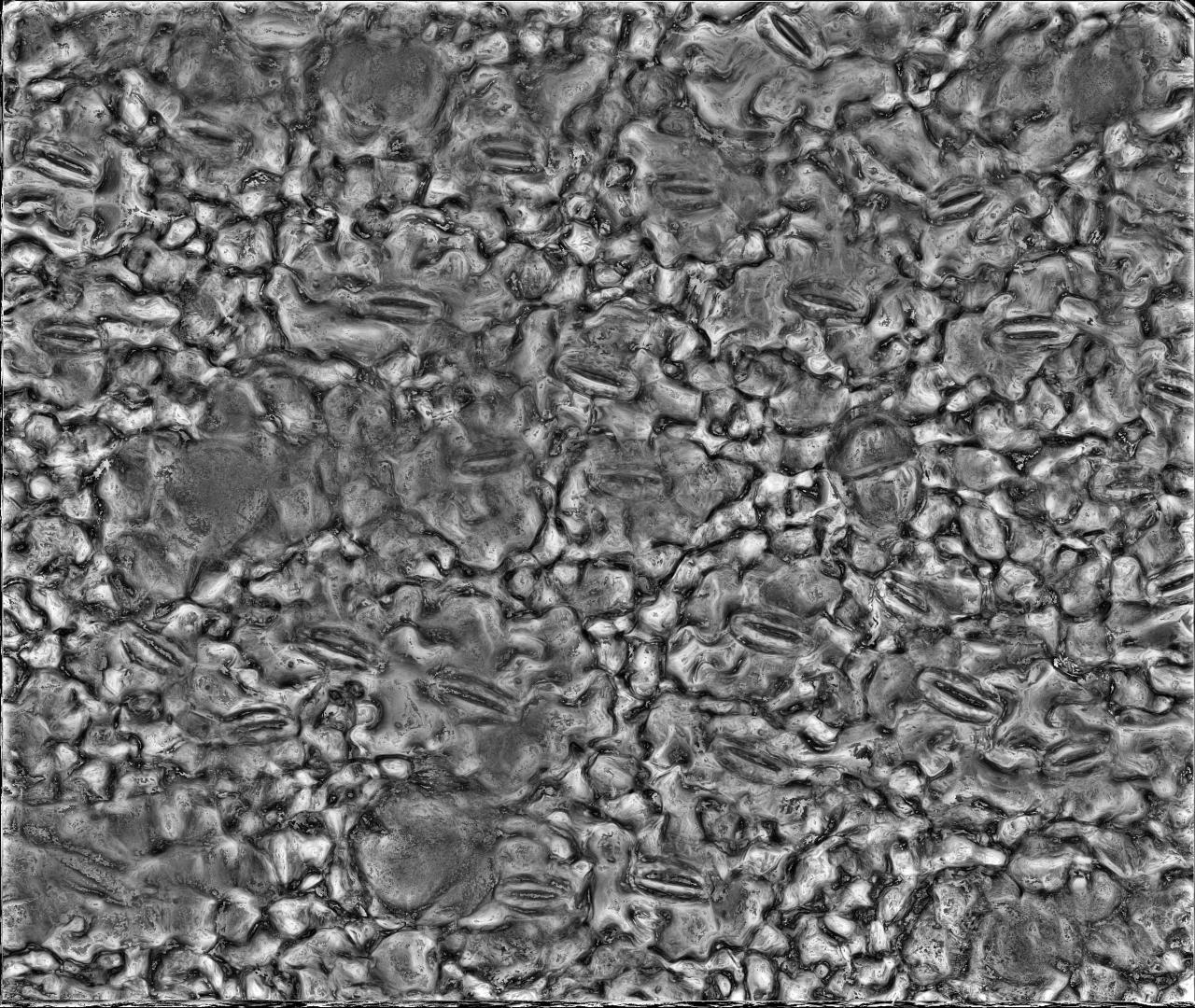 stomata-maskrcnn-instance-segmentation-dataset-and-pre-trained-model-by