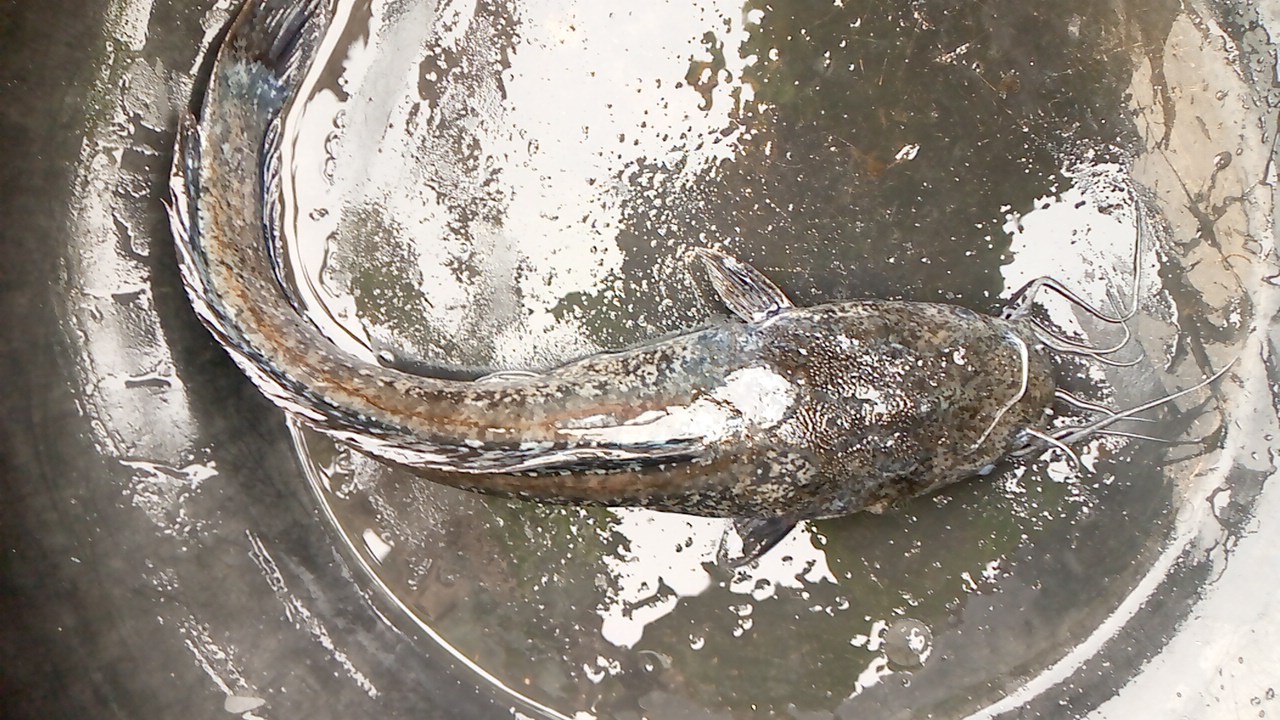 fullsize_healthy_catfish Object Detection Dataset by agbaduta ofejiro