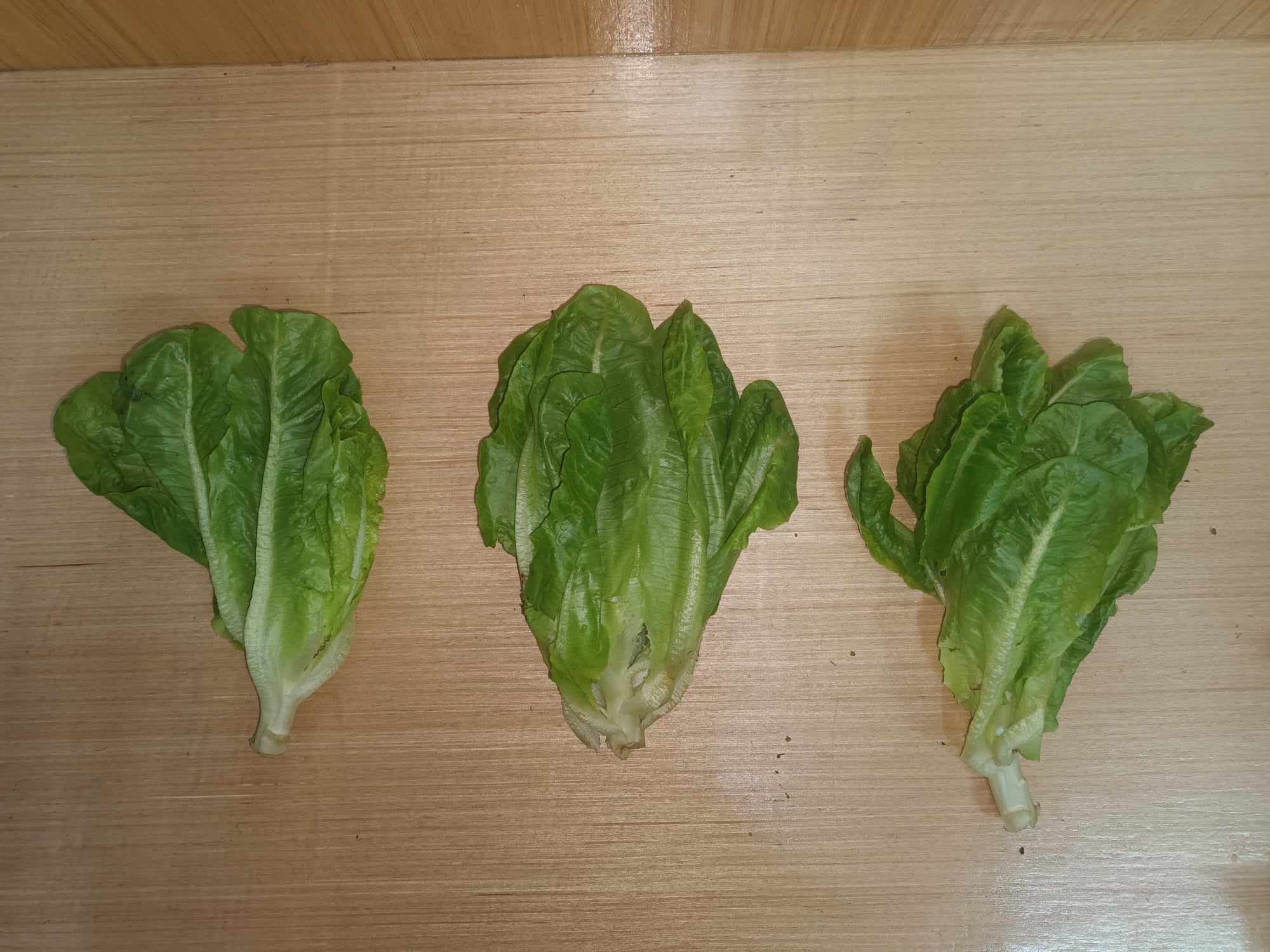 Lettuce Types Object Detection Dataset and PreTrained Model by Lettuce