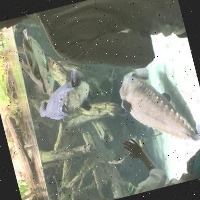 Dataset Image