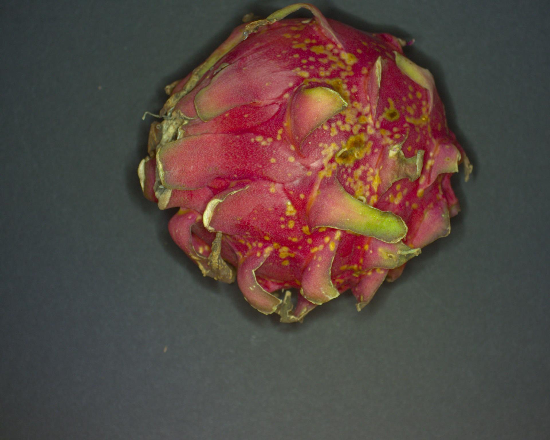 dragon-fruit-object-detection-dataset-by-multimedia-university