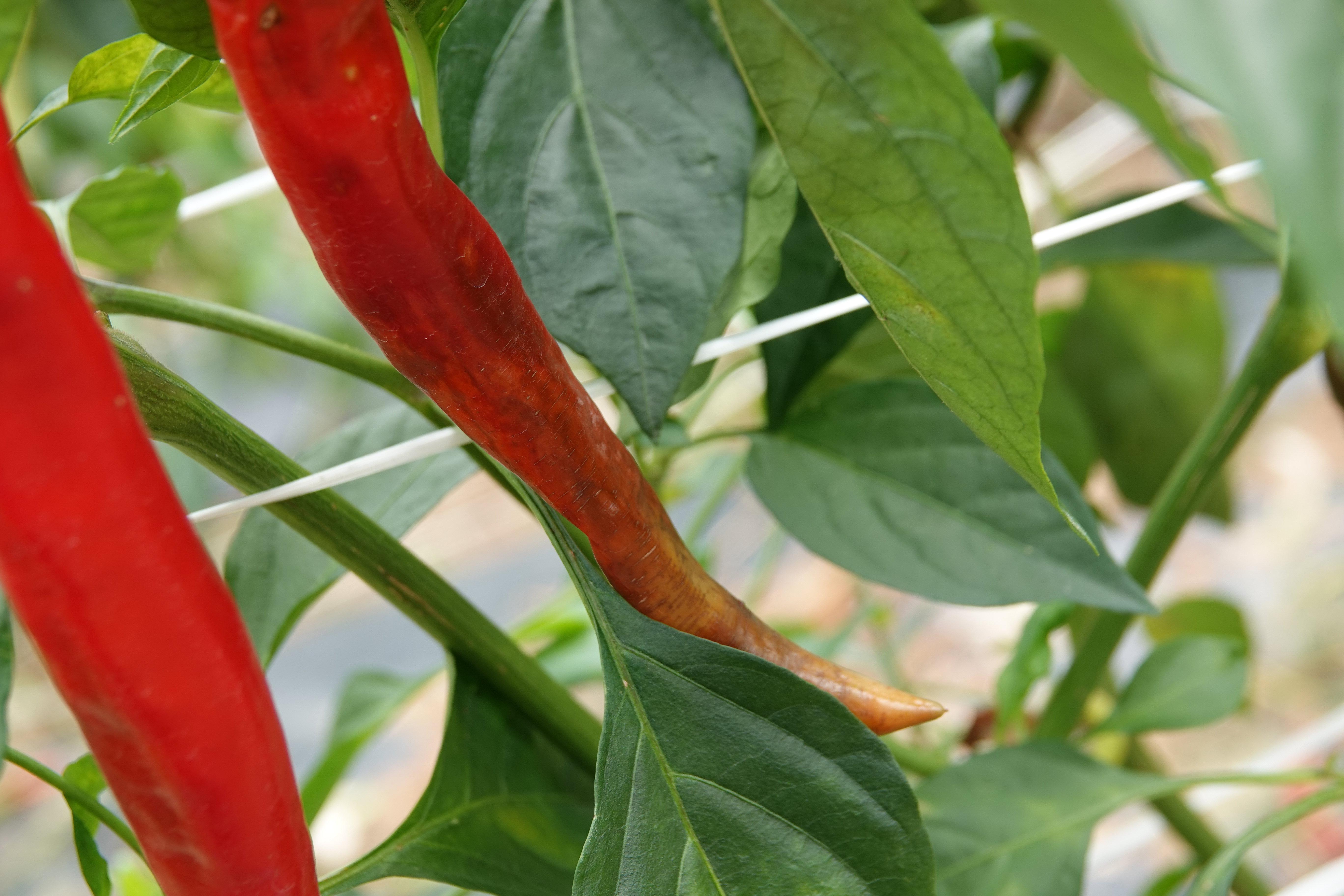 pepper Classification Dataset and PreTrained Model by plant virus