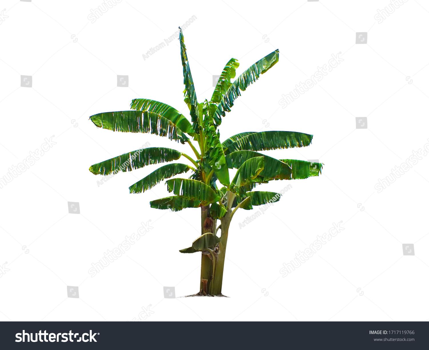 plain_banana Instance Segmentation Dataset and PreTrained Model by