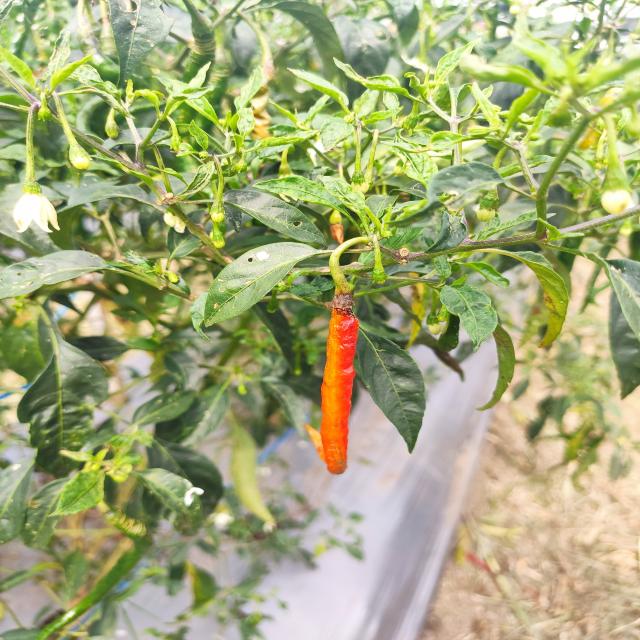 chilli test Object Detection Dataset by chakorn viriya