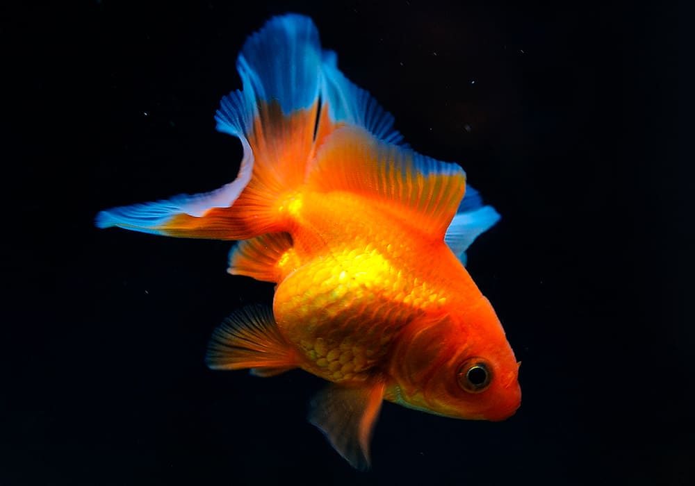 fish detection Object Detection Dataset by Anastasia