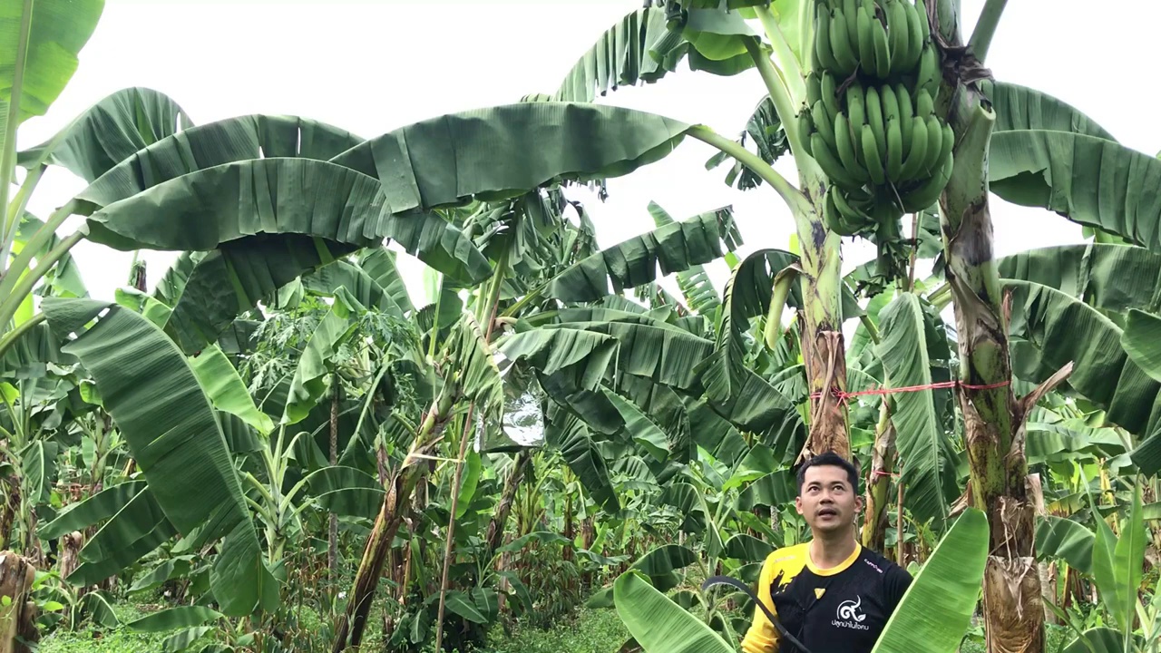 singlebanana Object Detection Dataset by Naresuan University