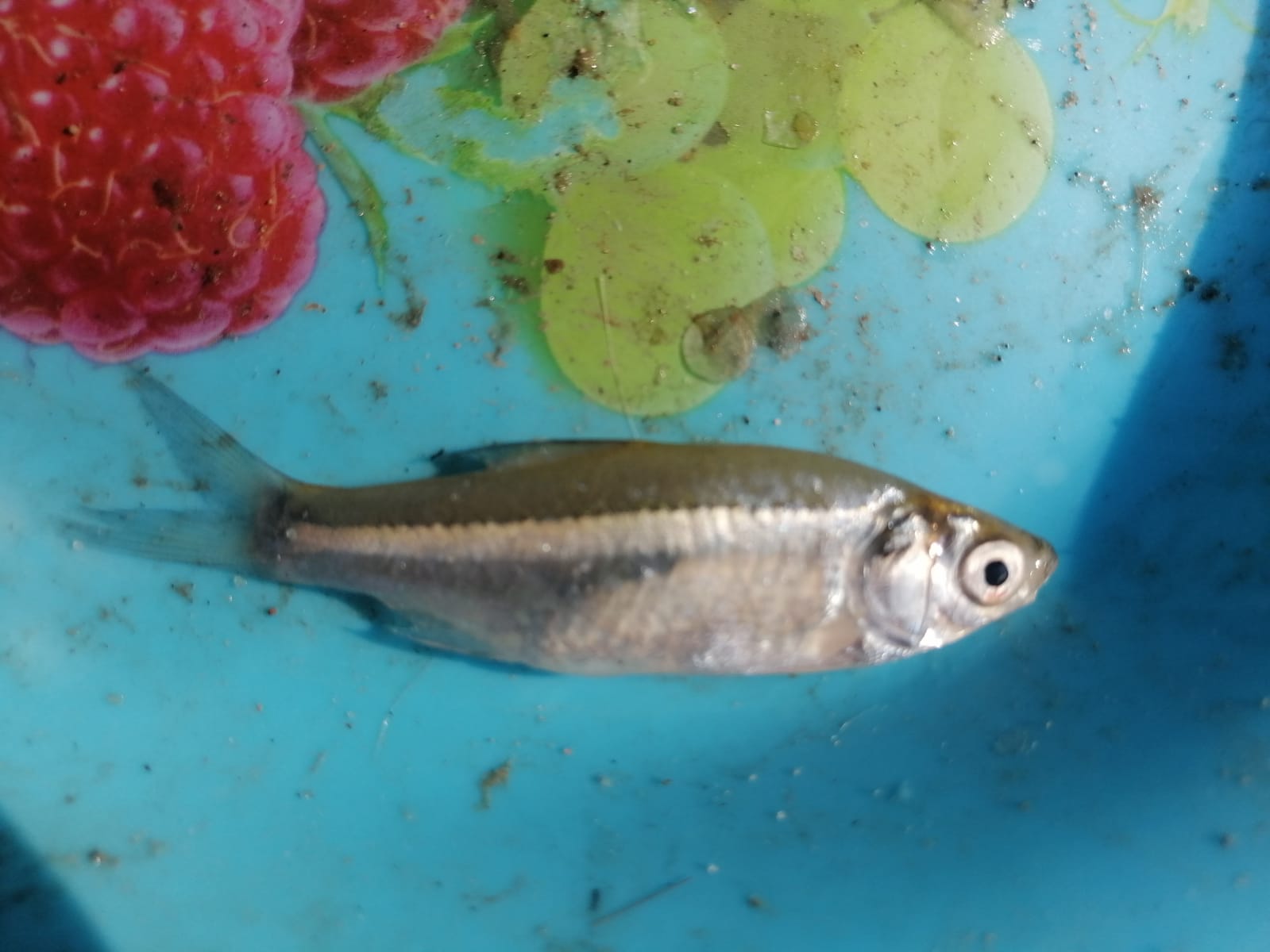 The Mola Fish Object Detection Dataset by Orakatul Jannat