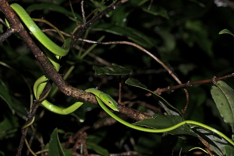 top 10 non poisonous snakes in bangladesh