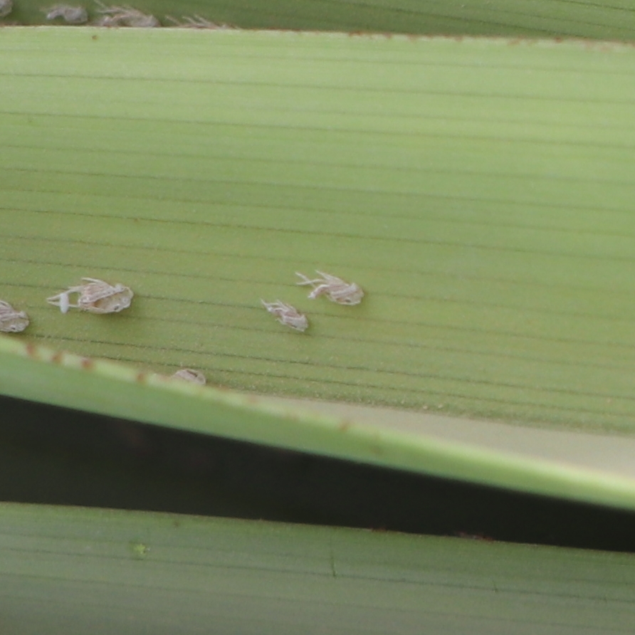 banana Classification Dataset by classification