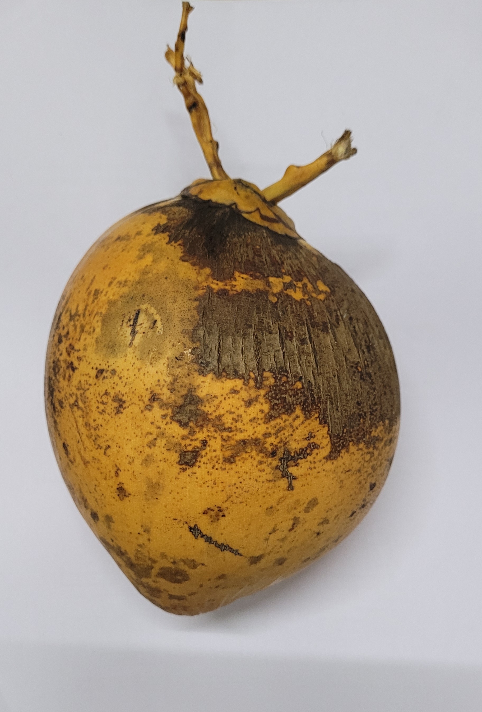 Coconut Maturity Estimation Classification Dataset by Coconut Maturity