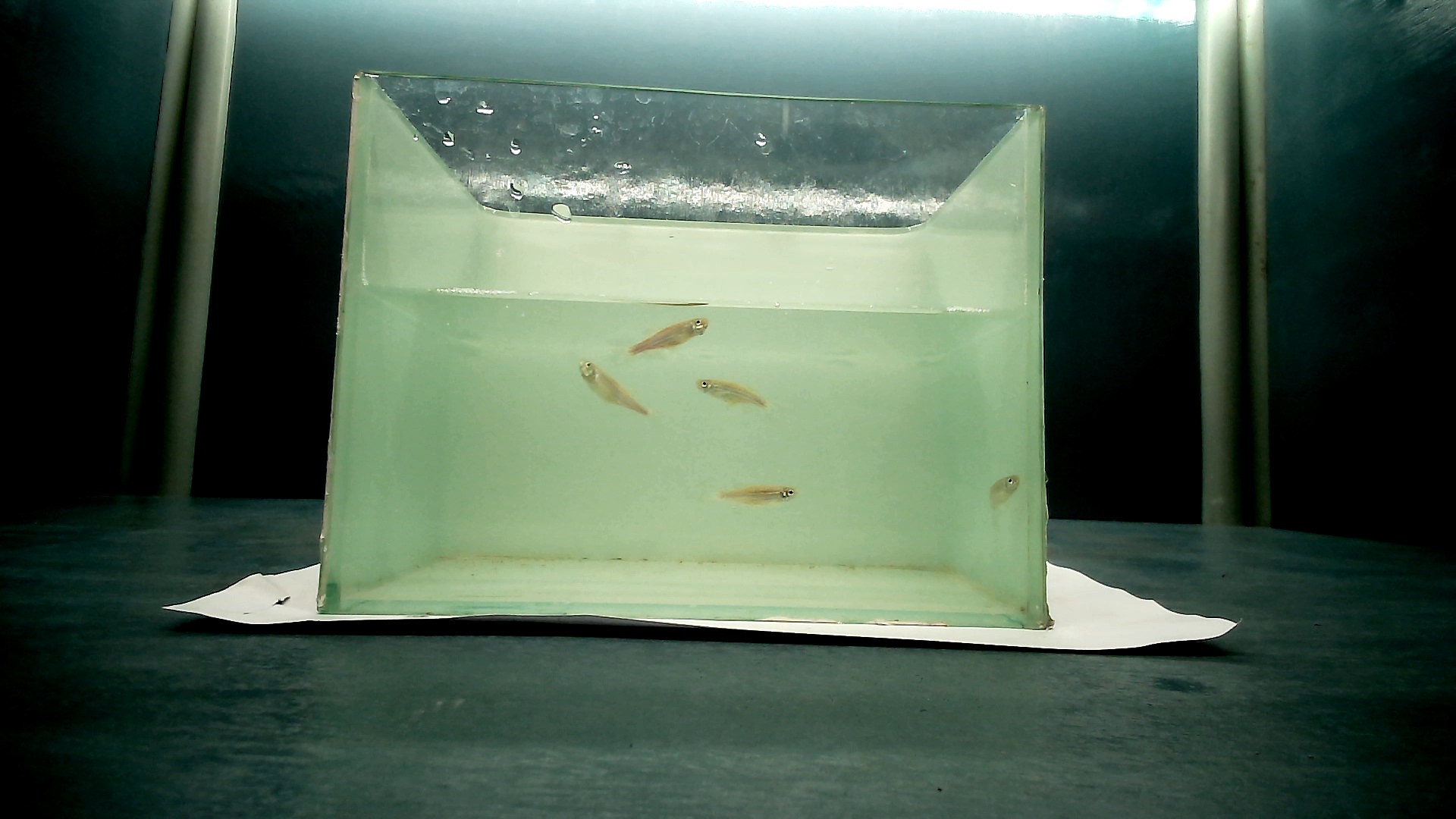 Top Zebrafish Datasets and Models | Roboflow Universe