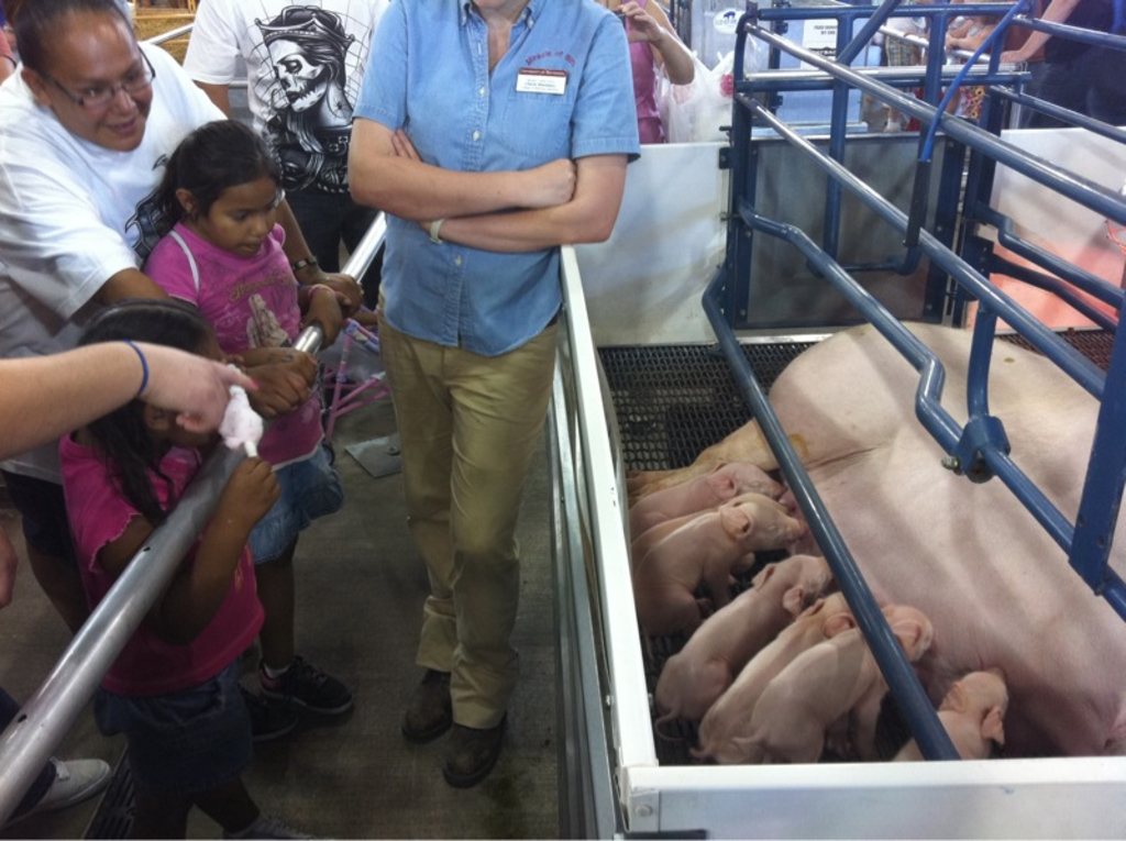 Pig behavior object detection dataset by new workspace 6aoed