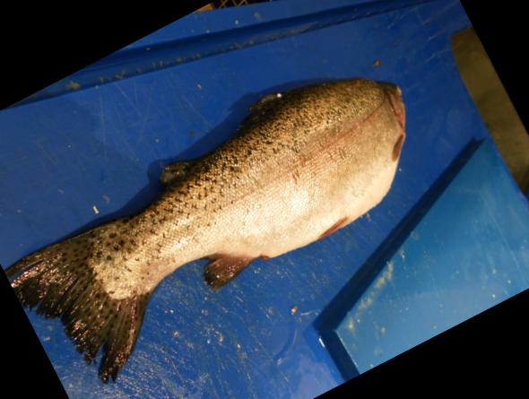 trout Classification Dataset by University of Bengkulu