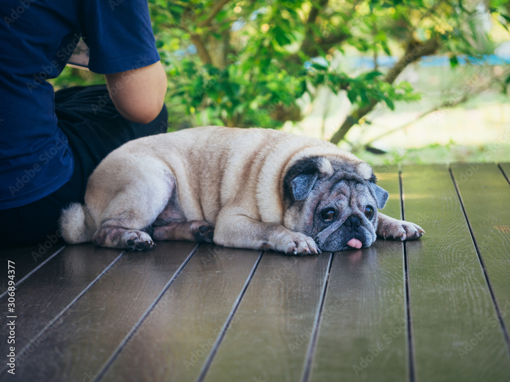 Dog Species Object Detection Dataset And Pre Trained Model By Kita dog-species-object-detection-dataset-and-pre-trained-model-by-kita